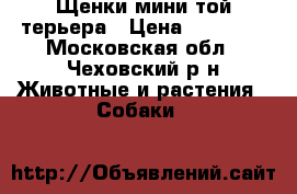 Щенки мини той терьера › Цена ­ 15 000 - Московская обл., Чеховский р-н Животные и растения » Собаки   